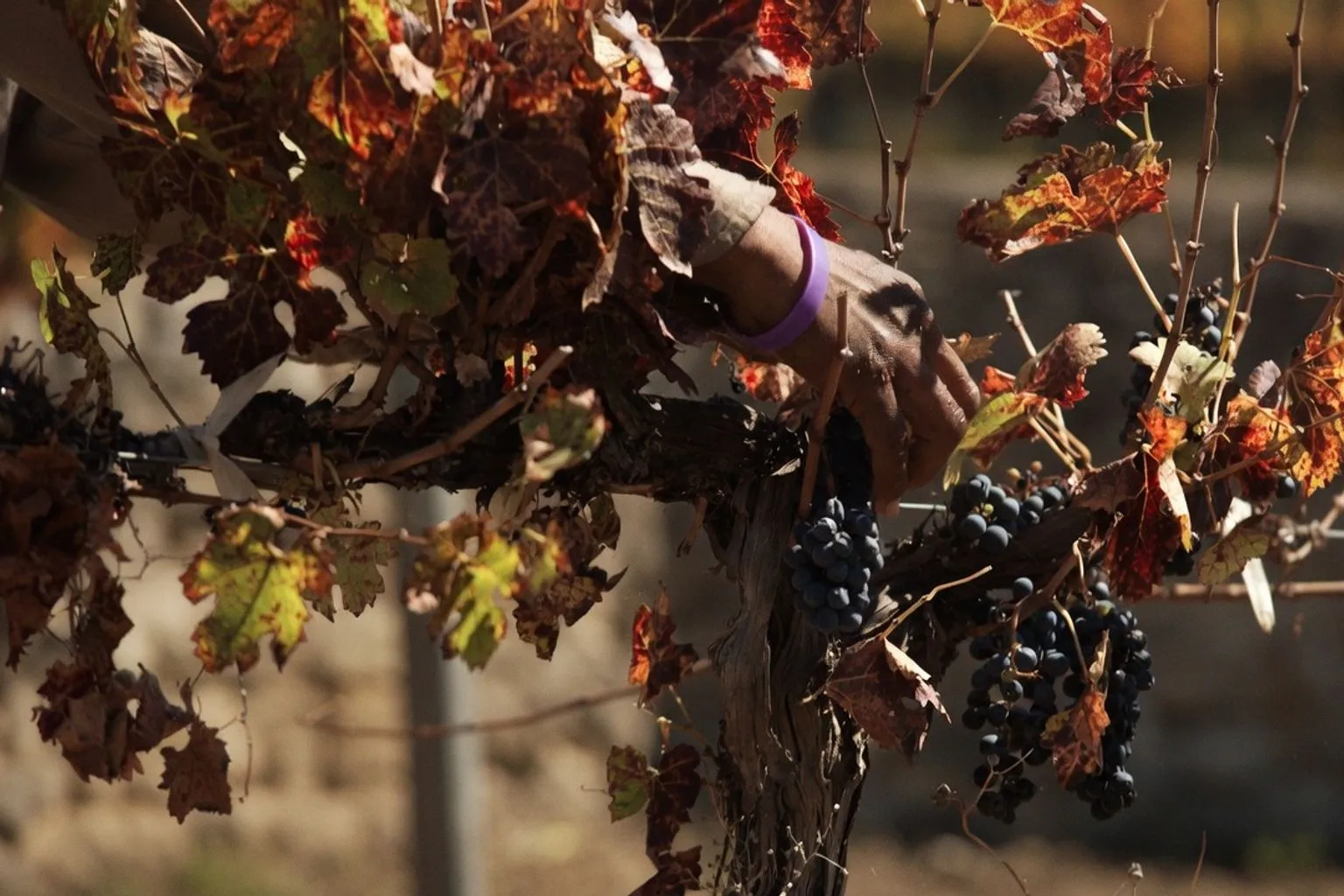 Séjourner en Bourgogne pendant les vendanges : guide pour choisir son gîte