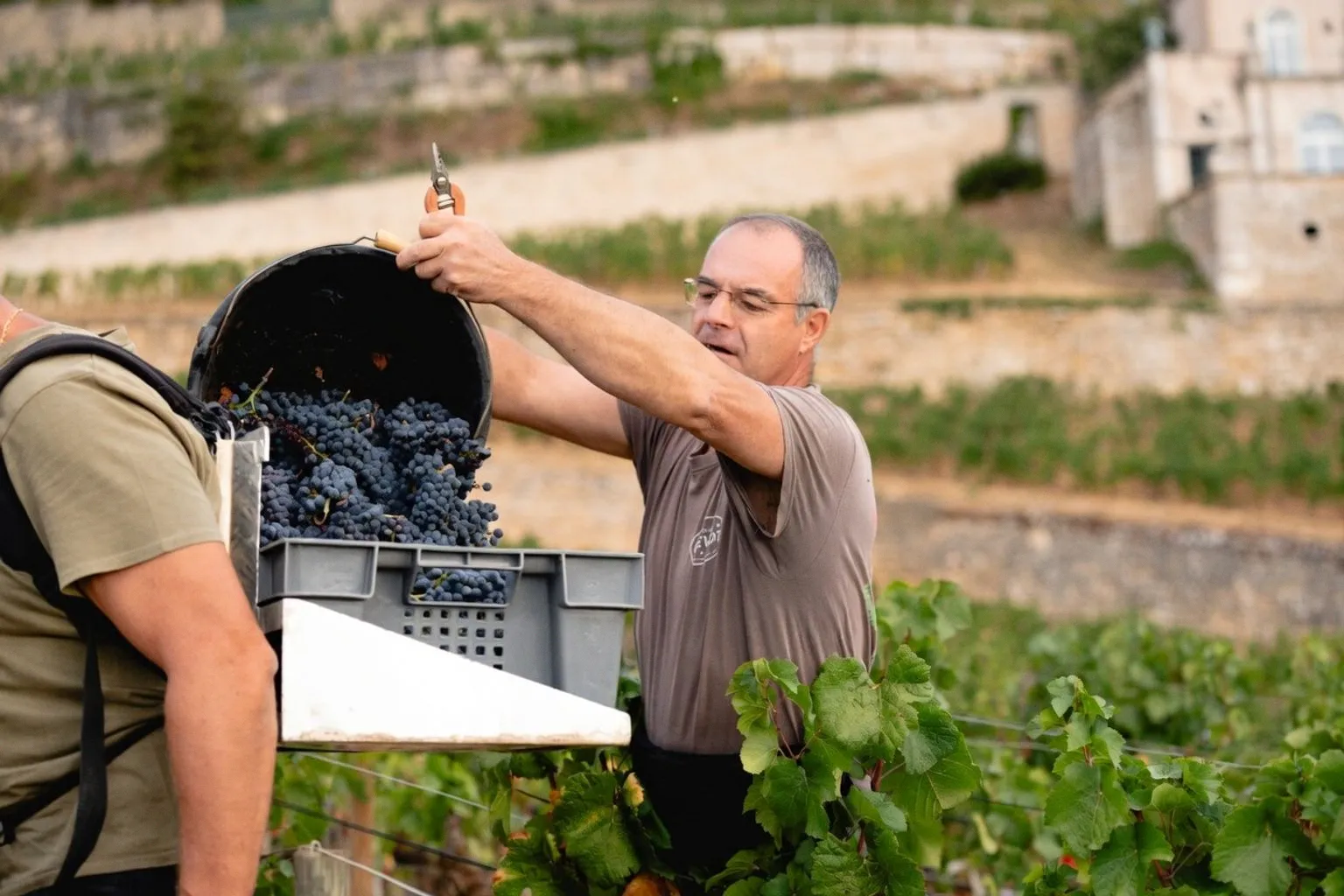 Vendanges 2026 en Bourgogne : les défis d'un millésime précoce et solaire