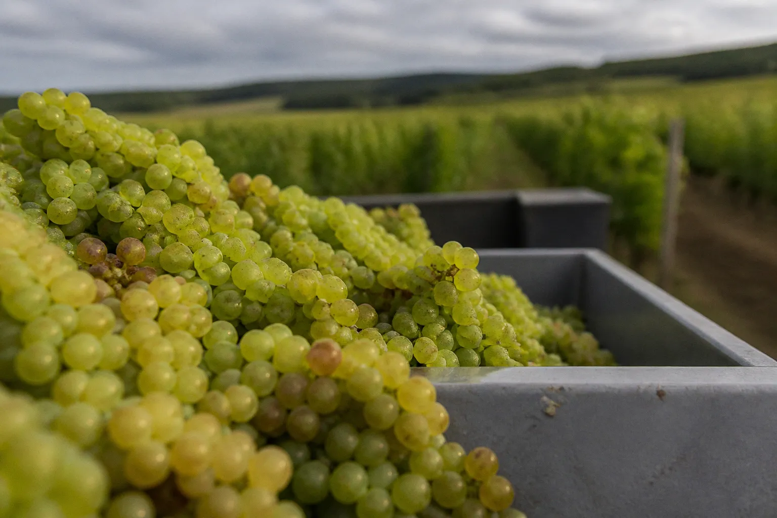 Vendanges 2026 : une précocité historique bouscule le calendrier viticole en Bourgogne