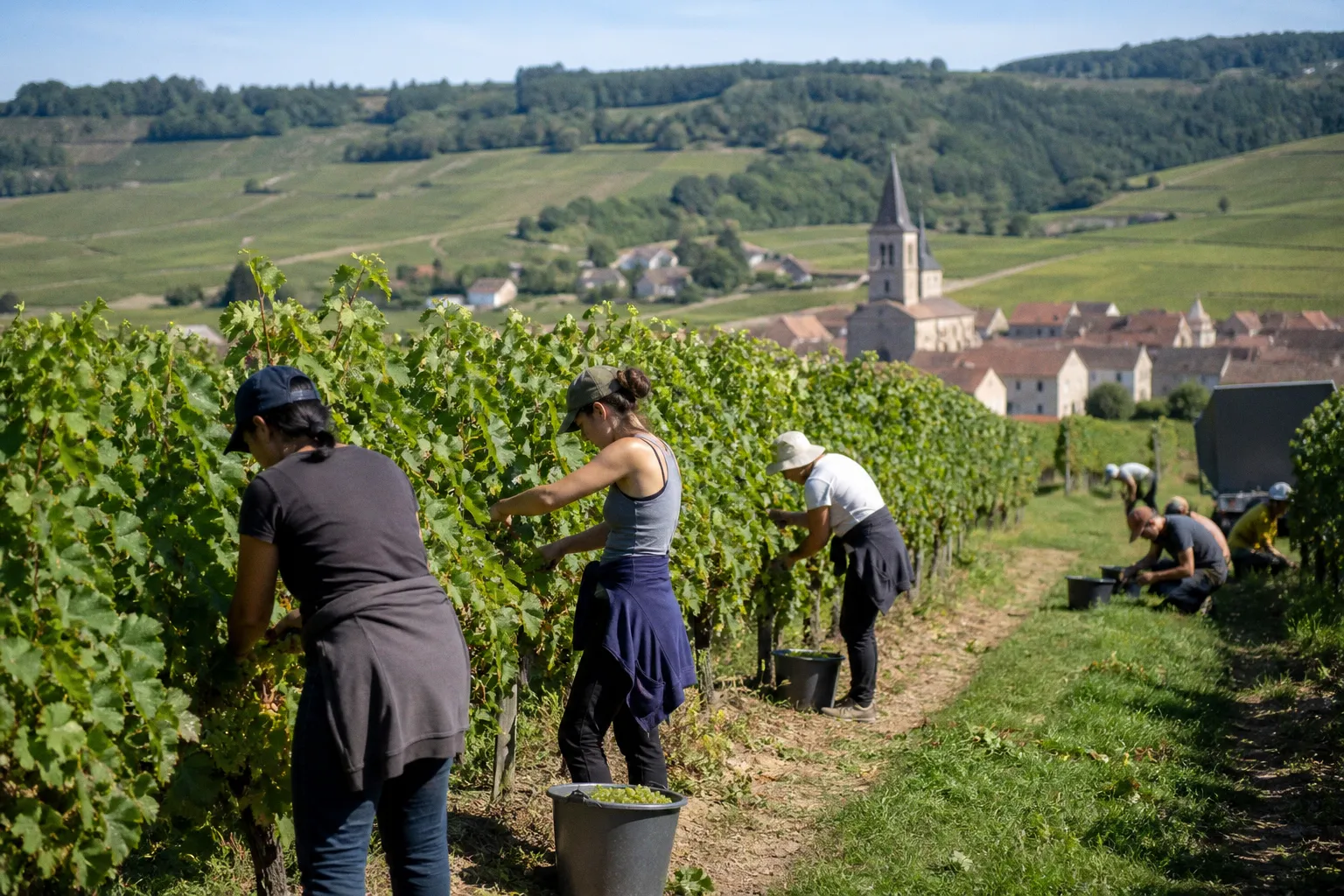 Vendanges précoces en Bourgogne : comment organiser votre séjour en gîte